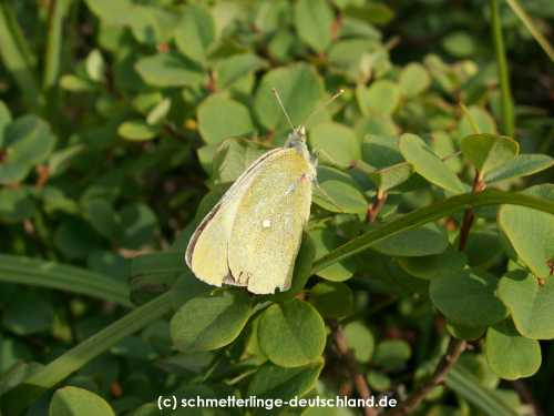 Colias_palaeno_S_03.jpg
