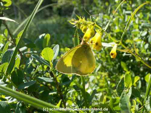 Colias_palaeno_S_06.jpg