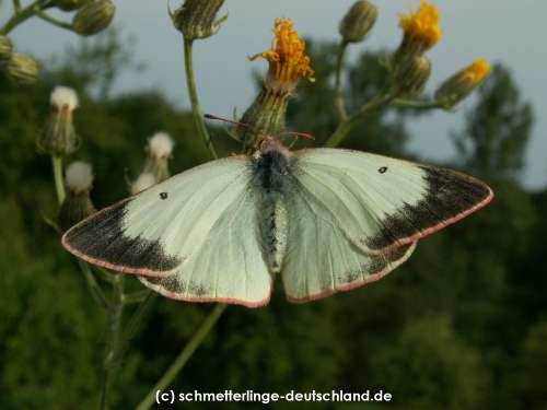 Colias_palaeno_S_07.jpg
