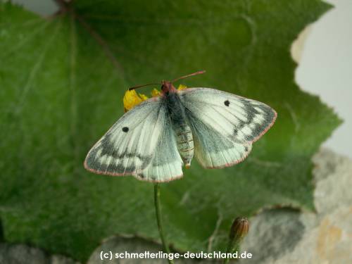 Colias_phicomone_S_01.jpg