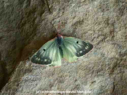 Colias_phicomone_S_02.jpg