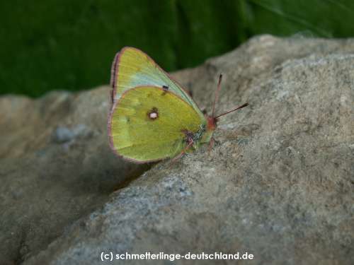 Colias_phicomone_S_03.jpg