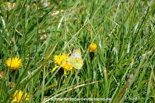 Colias_phicomone_S_04.jpg