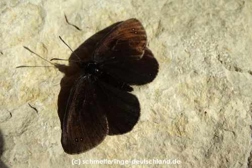 Erebia_pluto_S_02.jpg