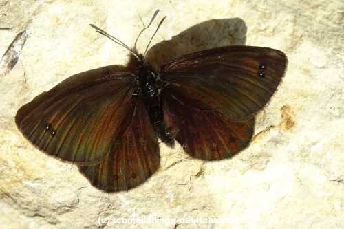 Erebia_pluto_S_03.jpg
