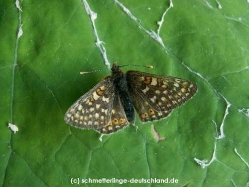 Euphydryas_aurinia_S_02.jpg