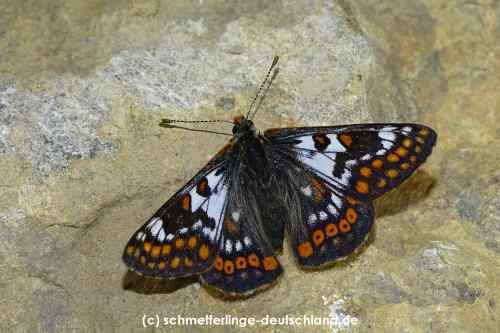 Euphydryas_cynthia_S_03.jpg