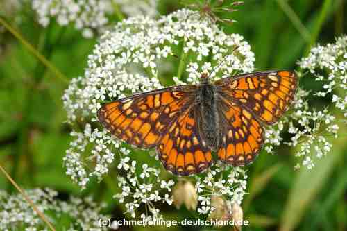 Euphydryas_maturna_S_01.jpg