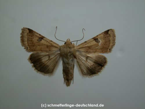 Heliothis_peltigera_S_01.jpg
