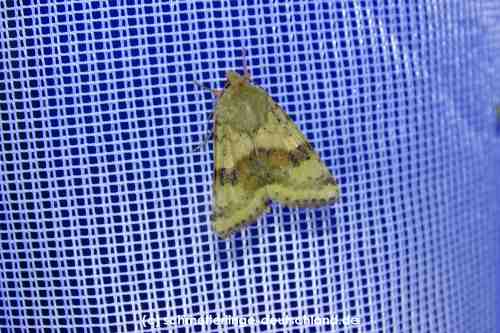 Heliothis_viriplaca_S_02.jpg