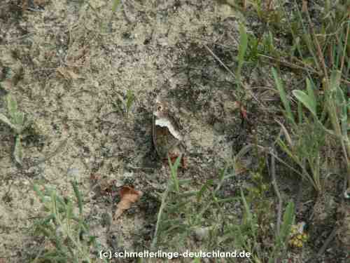 Hipparchia_alcyone_S_01.jpg
