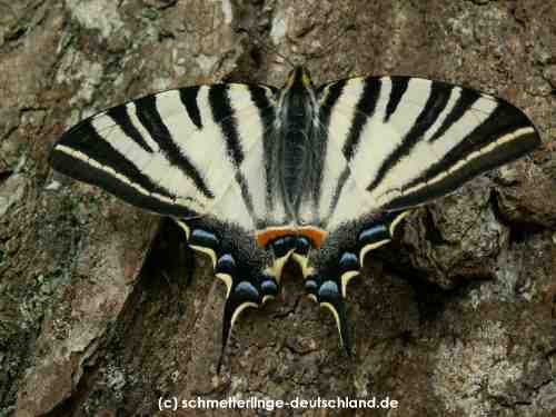 Iphiclides_podalirius_S_01.jpg