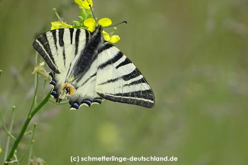 Iphiclides_podalirius_S_02.jpg