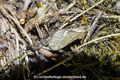 Korscheltellus_lupulina_S_01.jpg