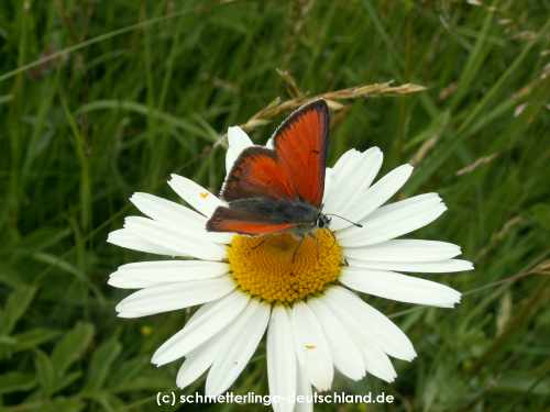 Lycaena_hippothoe_S_02.jpg