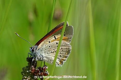 Lycaena_hippothoe_S_04.jpg