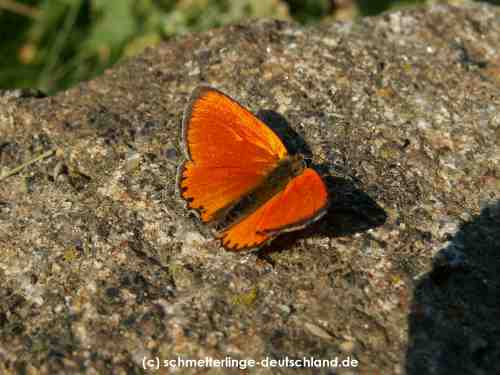 Lycaena_virgaurea_S_01.jpg