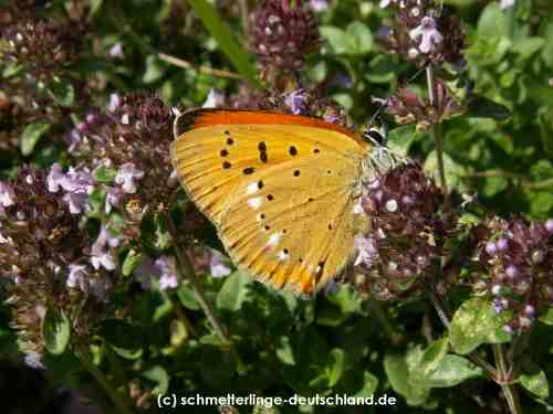 Lycaena_virgaurea_S_03.jpg
