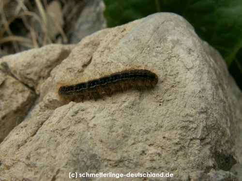 Malacosoma_alpicola_R_01.jpg