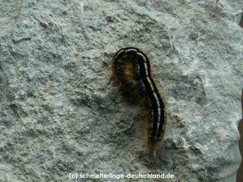 Malacosoma_alpicola_R_06.jpg