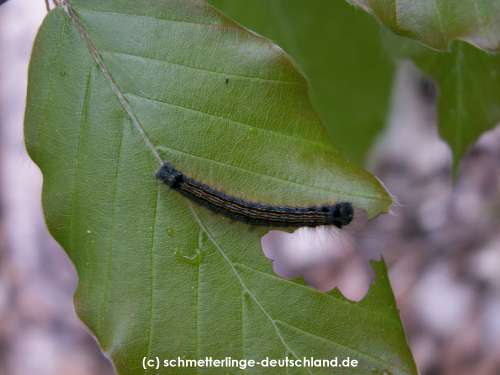 Malacosoma_neustria_R_03.jpg