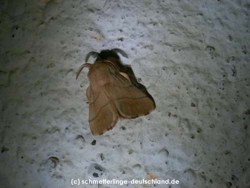 Malacosoma_neustria_S_04.jpg