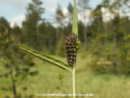 Melitaea_athalia_R_06.jpg