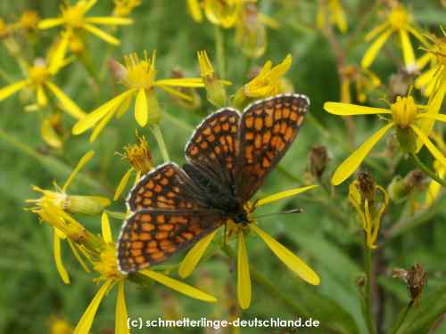 Melitaea_athalia_S_02.jpg