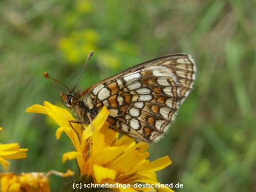 Melitaea_athalia_S_05.jpg