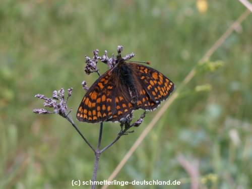 Melitaea_athalia_S_06.jpg