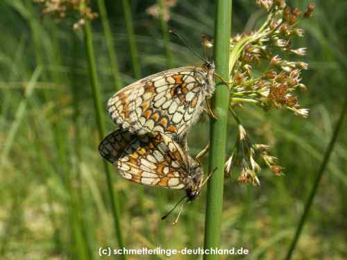 Melitaea_athalia_S_08.jpg