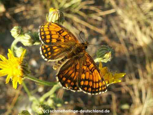 Melitaea_athalia_S_09.jpg