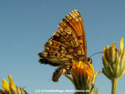 Melitaea_athalia_S_10.jpg