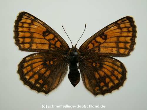 Melitaea_athalia_S_11.jpg