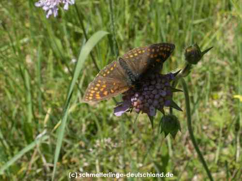 Melitaea_athalia_S_13.jpg