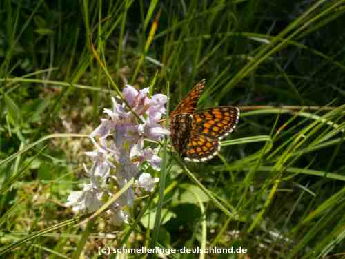 Melitaea_athalia_S_18.jpg