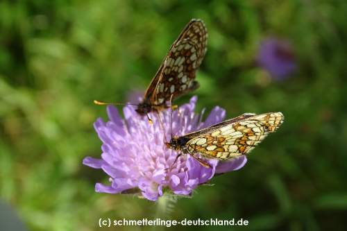 Melitaea_athalia_S_19.jpg