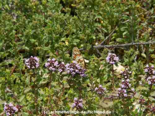 Melitaea_didyma_S_04.jpg