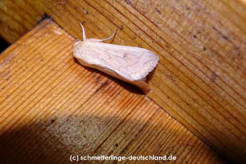 Mythimna_vitellina_S_02.jpg