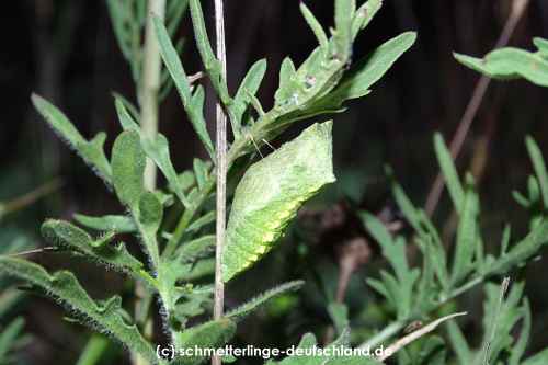 Papilio_machaon_R_07.jpg