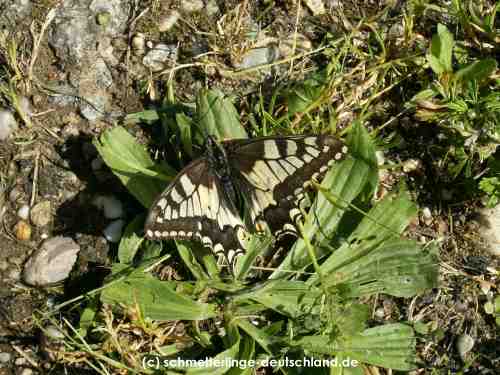 Papilio_machaon_S_01.jpg