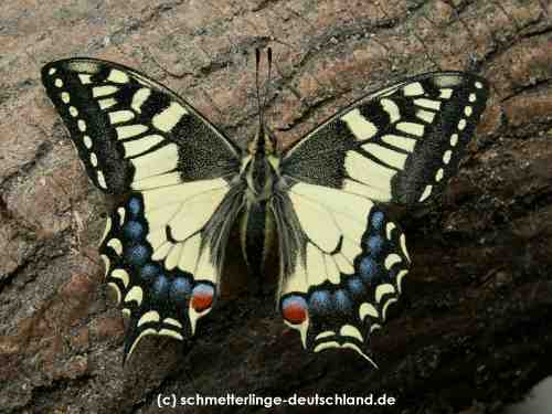Papilio_machaon_S_02.jpg