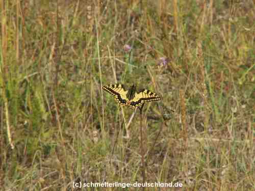 Papilio_machaon_S_03.jpg
