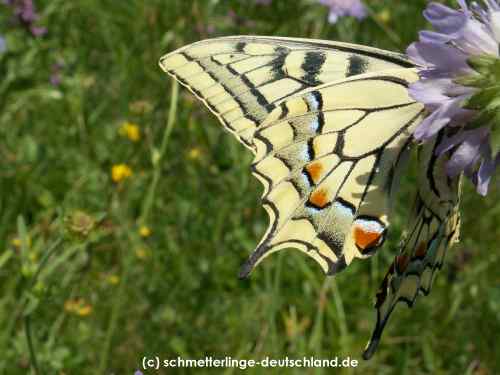 Papilio_machaon_S_04.jpg