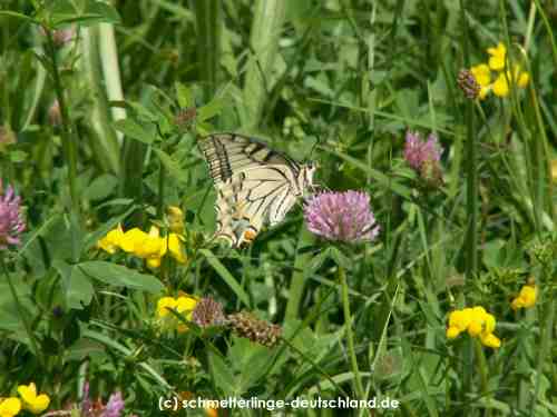 Papilio_machaon_S_07.jpg