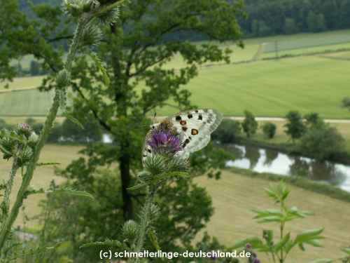 Parnassius_apollo_S_01.jpg