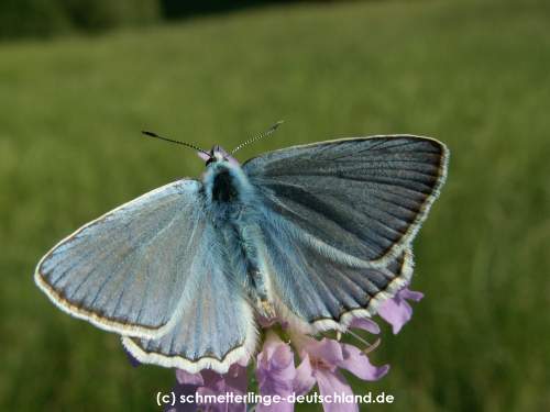 Polyommatus_daphnis_S_05.jpg