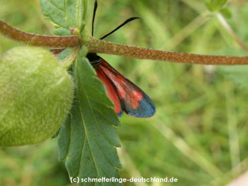 Zygaena_angelicae_S_02.jpg
