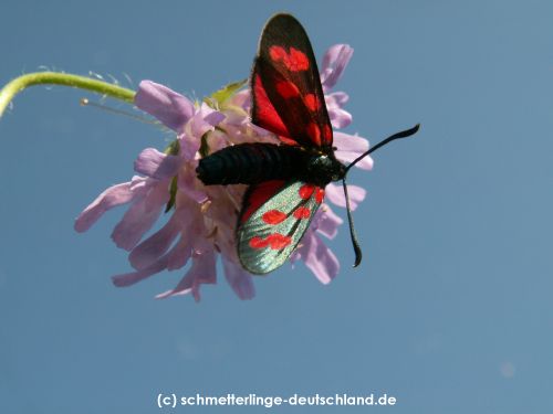 Zygaena_angelicae_S_03.jpg
