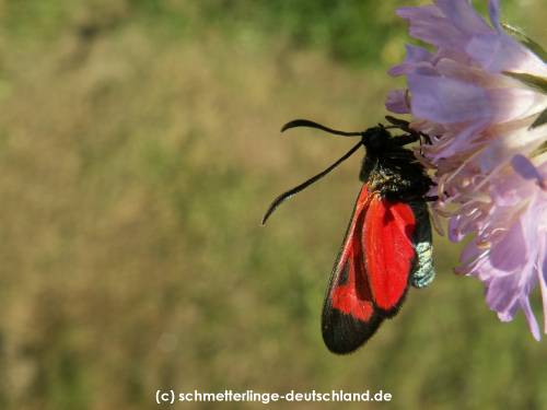 Zygaena_angelicae_S_04.jpg